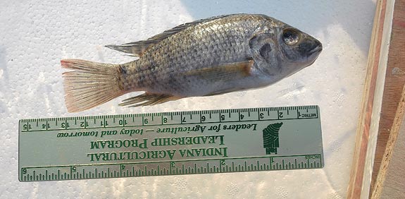 דג אמנון / צלם: משה גופן